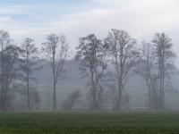 Baumreihe am nebligen Wiesenrand - Aschau